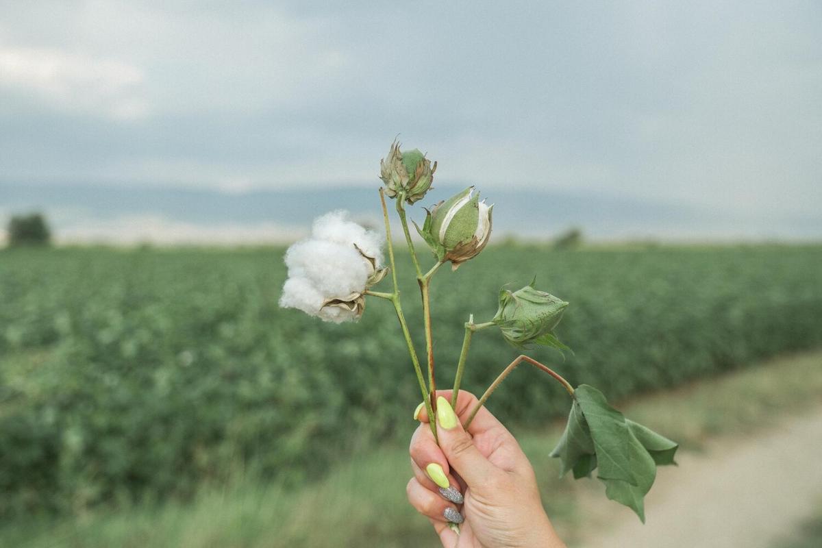 Organic vs. Conventional Cotton: Which is Better?